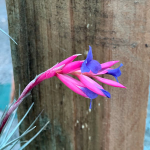 Tillandsia - Aeranthos Small Purple ex. Germany