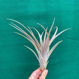 Tillandsia - Subteres ex. PT