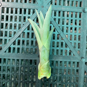 Tillandsia - capitata Yellow x capitata Marron ex. OM