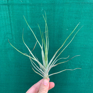 Tillandsia - chapalillaensis