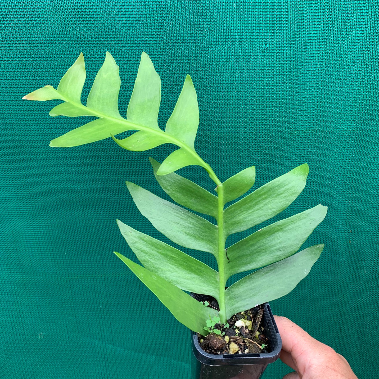 Selenicereus chrysocardium - EP14