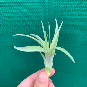 Tillandsia - Heather’s Blush