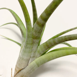 Tillandsia - flexuosa 'Vivipara' ex. CC