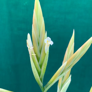 Tillandsia - lorentziana