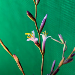 Tillandsia - filifolia