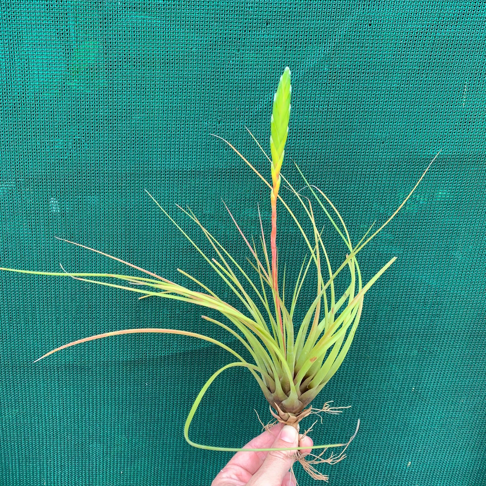 Tillandsia - tricolor