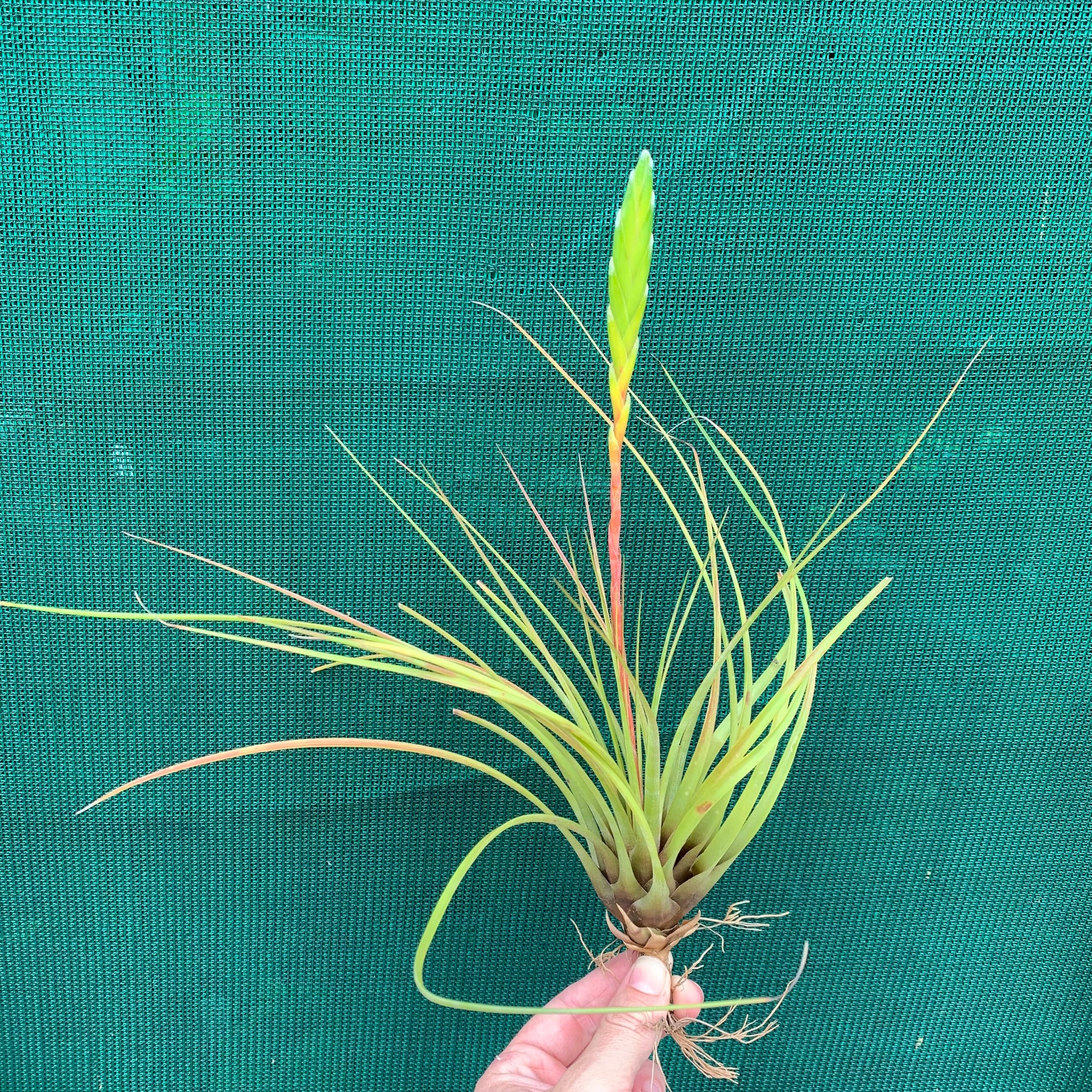 Tillandsia Tricolor V. Melanocrater - Online Bestellen