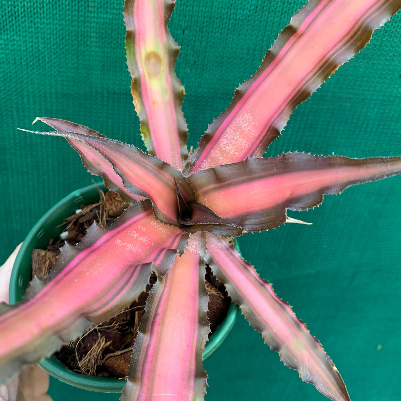 Cryptanthus - Ti