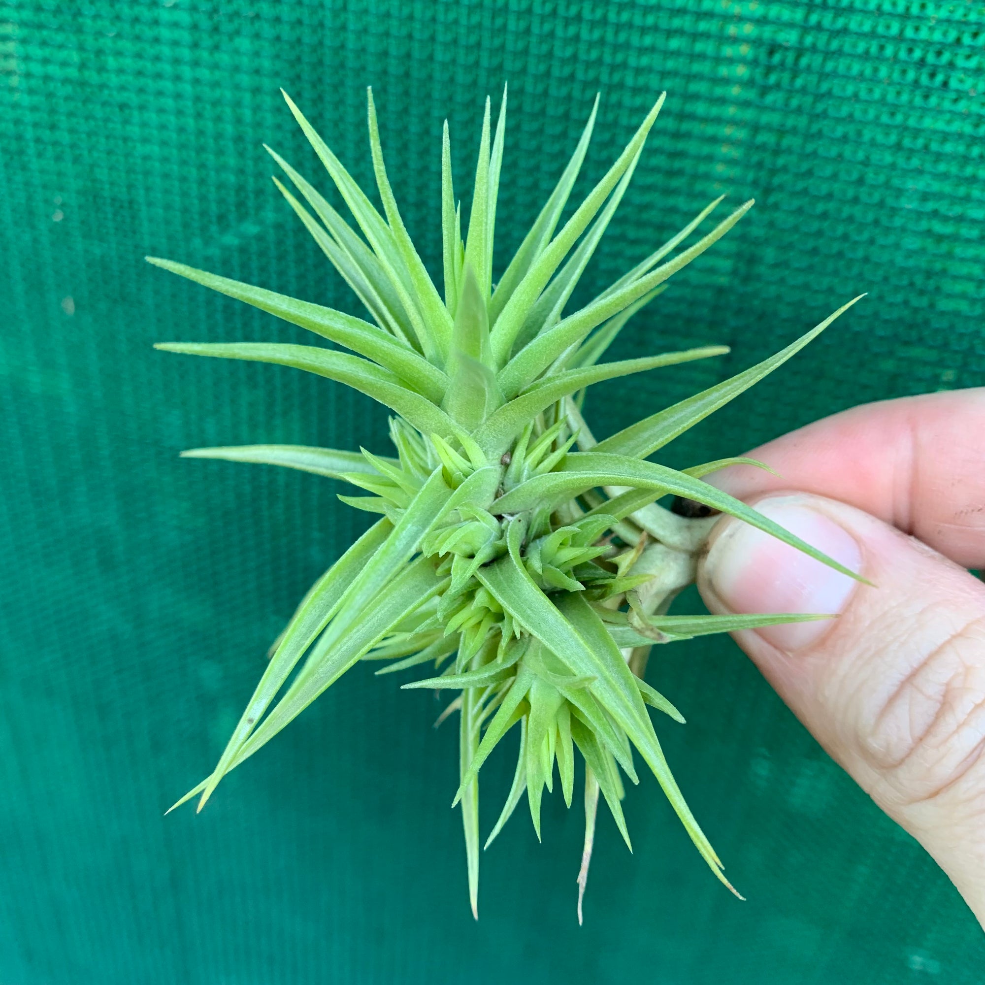 Tillandsia - aeranthos 'Miniata'