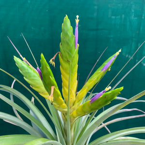 Tillandsia - fasciculata v. Chacalapa NR58