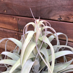 Tillandsia - El Rancho ex. AP