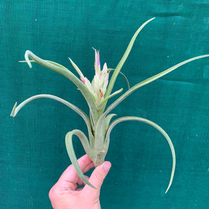 Tillandsia - paucifolia