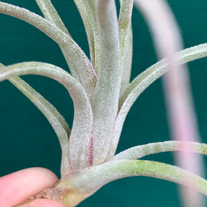 Tillandsia - Ionantha X Paucifolia