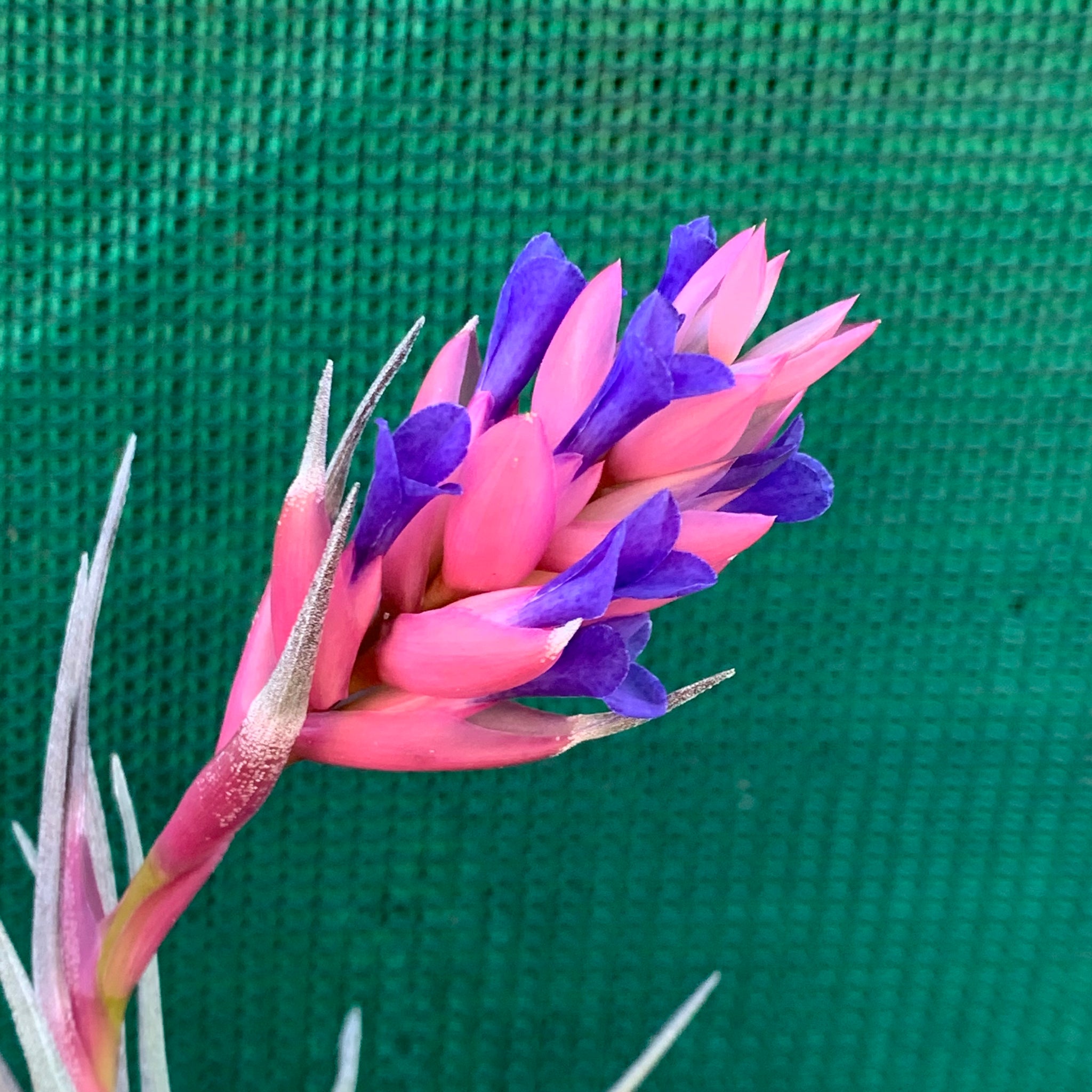 purple flower air plant Tillandsia - Purple Gem