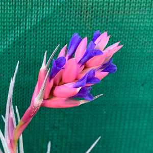 Tillandsia - Purple Gem