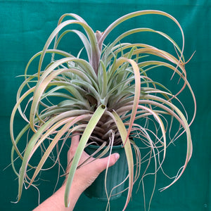 Tillandsia - NOID ‘APD014’