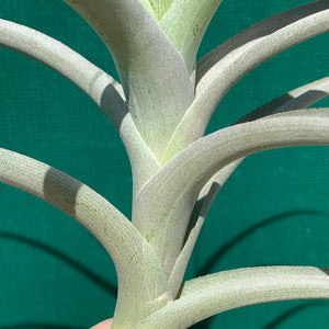 Tillandsia - buchlohii ex. PT NEW