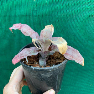 Cryptanthus - Pink Organza