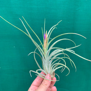 Tillandsia - ionantha x paucifolia ex. CV