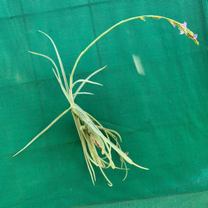 Tillandsia - duratii v. Saxatilas (Fragrant)