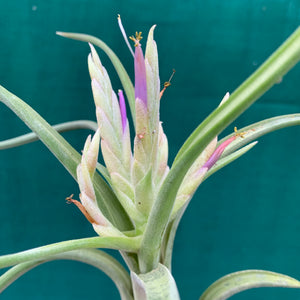 Tillandsia - paucifolia