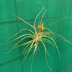 Tillandsia - brachycaulos x schiedeana