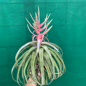 Tillandsia - streptophylla ‘Giant Form’