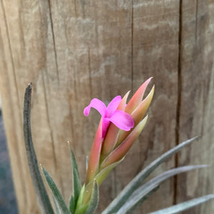 Tillandsia - argentina