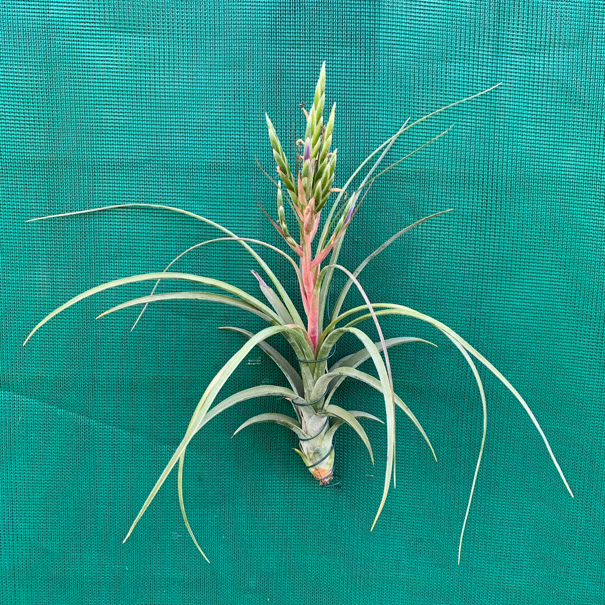 Tillandsia - streptophylla x fasciculata ex. BD