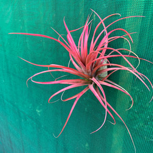 Tillandsia - Leopard