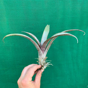 Tillandsia - grandis PB1048