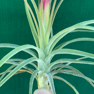 Tillandsia - x rectifolia