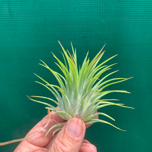 Tillandsia - ionantha ‘Ron’ (Asian Form)