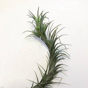 Tillandsia - tenuifolia 'Bonsall Beauty'