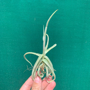 Tillandsia - duratii v. Saxatilas (Fragrant)