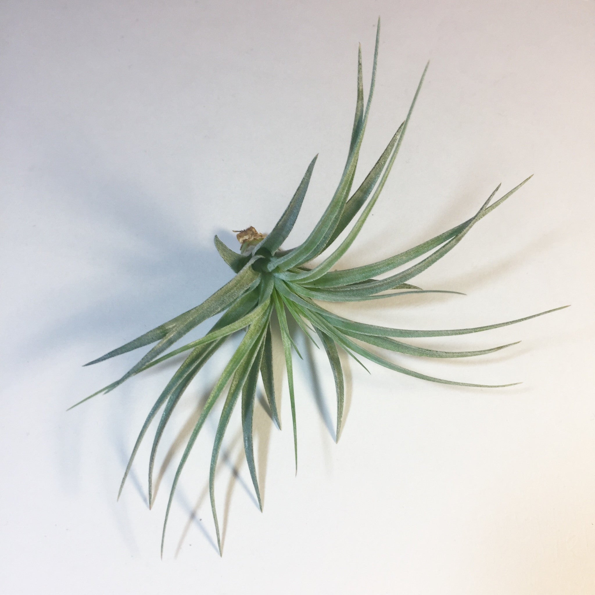 cotton candy air plant care Tillandsia - Cotton Candy