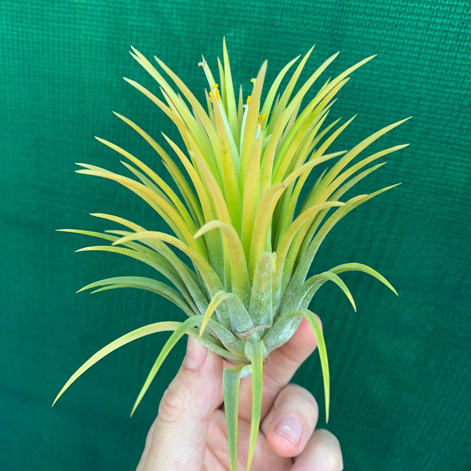 Tillandsia - ionantha 'Sumo White’