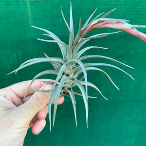 Tillandsia - aeranthos ‘Recurved Leaf’ ex. FE