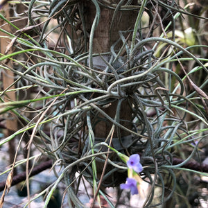 Tillandsia - bandensis (Fragrant)