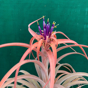 Tillandsia - NOID ‘APD014’