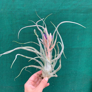 Tillandsia - Ty