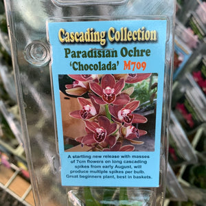 Orchid - Cascading Paradisian Ochre ’Chocolada’ M709