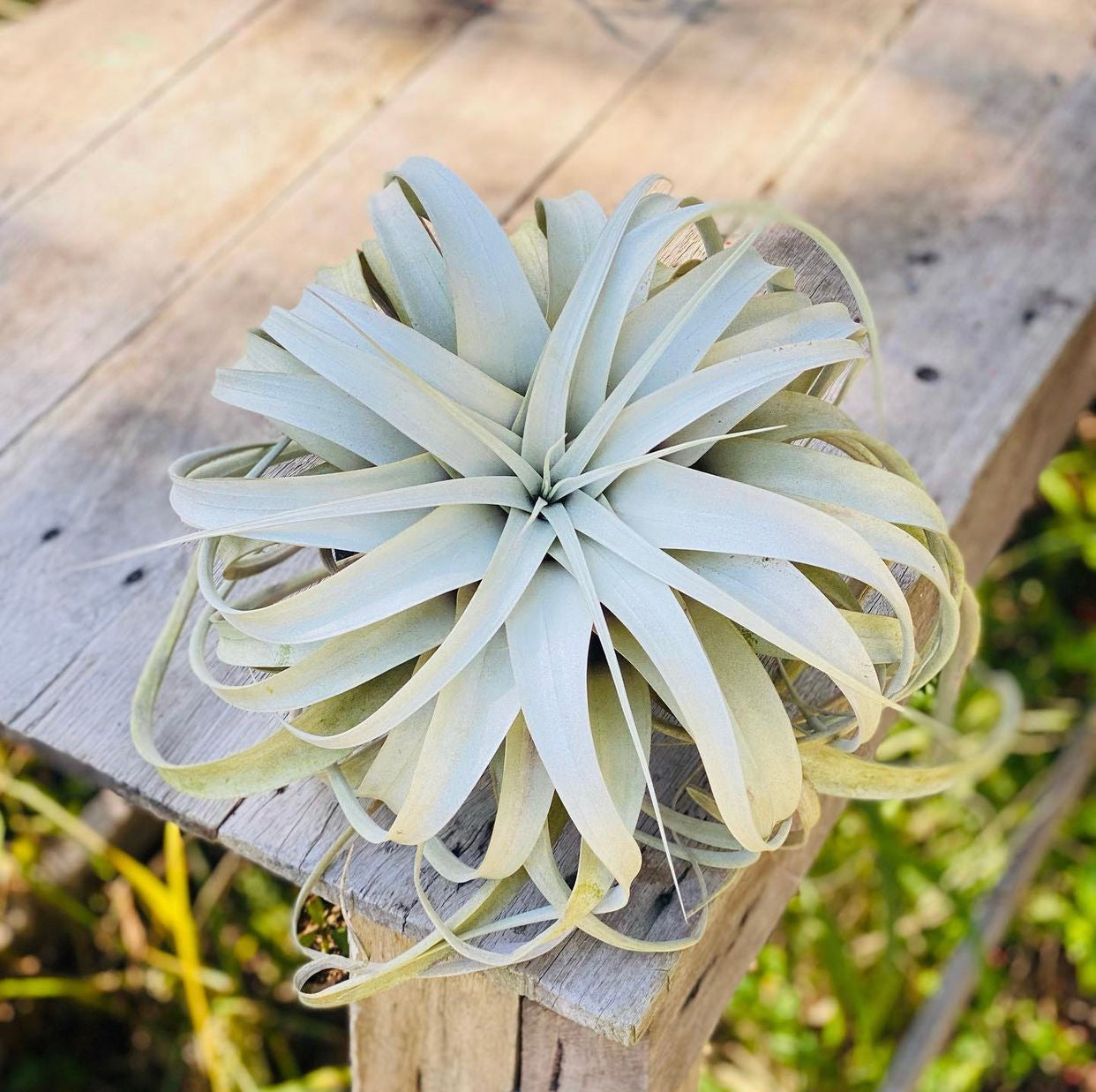 Tillandsia - xerographica