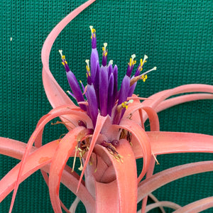 Tillandsia - NOID ‘APD014’