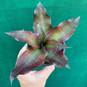 Cryptanthus - Kakadu