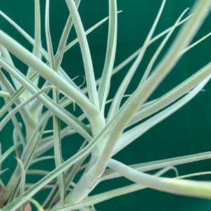 Tillandsia - arhiza ex. UWE