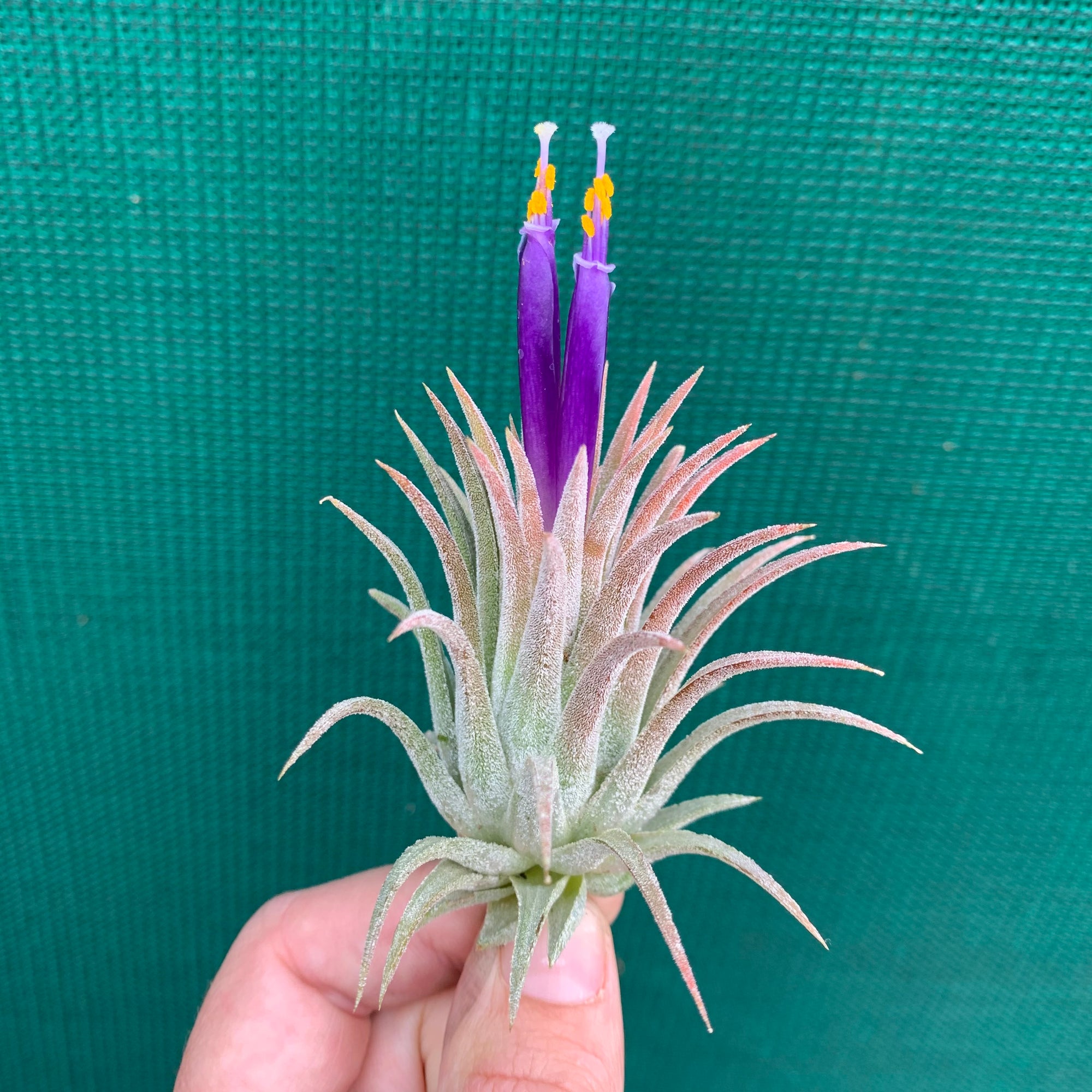 Tillandsia - ionantha 'Bravo'