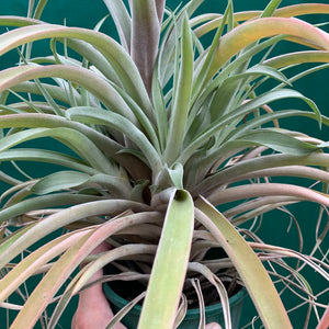 Tillandsia - NOID ‘APD014’