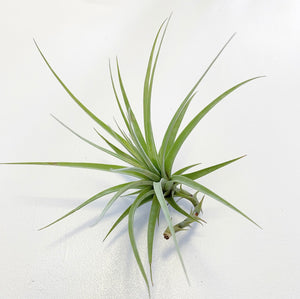 Tillandsia - espinosae