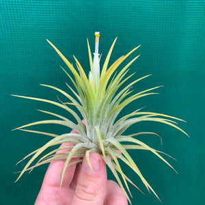 Tillandsia - ionantha 'Large Yellow’ ex. RB